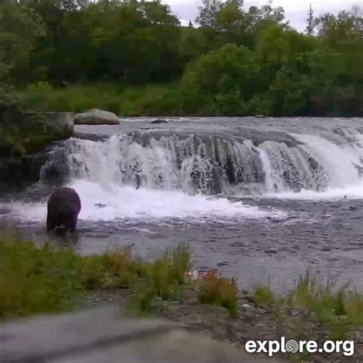 263K views · 4.4K reactions | A surprising interaction on the Katmai Bear Cam: Bucky Dent sneaks up on bear 148. | explore.org | Facebook