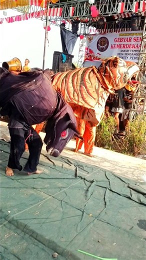 Banteng Macan Saling Seruduk....!!