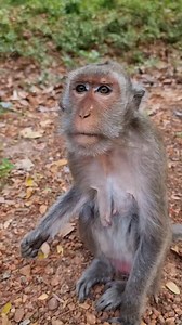 Old momma Jade testing orange | Life Of Monkeys