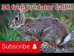 30 minute free predator call pt 2 bring them in fast!!! 🔥‼️🔫