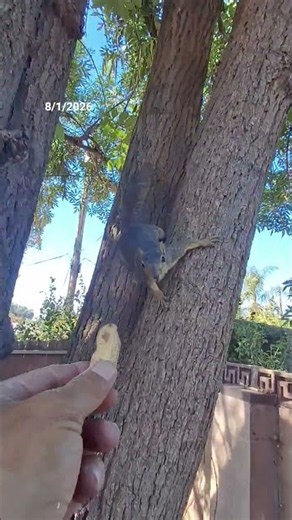 Calling a backyard Squirrel from the tree for a peanut.