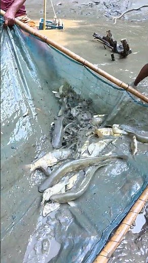 Traditional Push Net Fishing! 🌊 Catching Small & Big Native Fish #Shorts