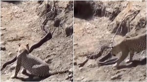 Who do you think will win a fight between leopard and python? Viral video has the answer