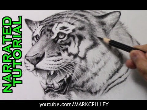 How to Draw a Tiger [Narrated Step-by-Step Tutorial]