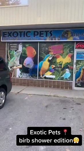 Exotic Pets Toronto - Birb Shower Edition