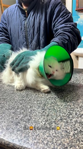 Aliyan Vets on Instagram: "This little tiger came to Aliyan Vets with full attitude mode ON 🔥 Hissing ✔️ Angry stare ✔️ Drama ✔️ But don’t worry — blood sampling in cats is done safely, gently, and stress-minimized by our trained veterinary team 🩺🐾 Because even the angriest cats deserve calm, professional care 💙 👉 Regular blood tests help diagnose: • Infections • Liver & kidney issues • Viral diseases • Weakness & hidden illness 📍Trusted vet care | 🐱 Cat-friendly handling | 🇵🇰 Pakistan 