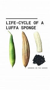 The life-cycle of a luffa sponge. ⁣ ⁣ Looking for more information about how to grow luffa? In my latest YouTube video I answer common questions about how to grow luffa/loofah sponges successfully. Including how to plant and care for luffa plants and how to harvest and peel luffa. https://youtu.be/oq4ZgAGd-JM | Growing in the Garden