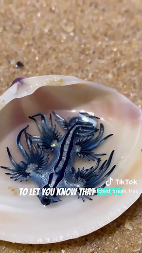 Blue Dragon Sea Slug: Deadly Beauty of the Ocean