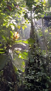 138 reactions · 4 comments | POV: You're monitoring wild sloths in...