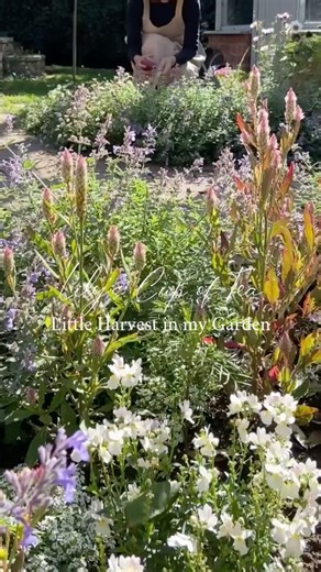 Little Harvest in my Garden🍎イギリス田舎の住宅地にある庭、小さな秋の収穫 #ガーデニング #イギリス #gardening #england #shorts