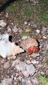 This is the place to be… tonight N brought some friends with him. A couple of big guys. 💓💓💓💓 | Crustacean Plantation