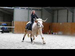 Reprise de dressage de Haute École