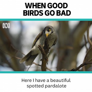 Screaming, pecking, chasing – noisy miners will do anything to protect their patch. But by choosing the right plants, we can help them and other birds to co-exist again. | ABC Science