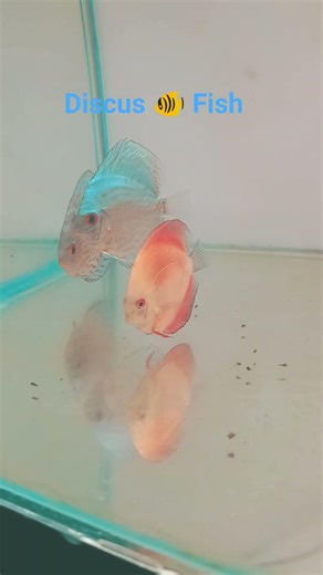 🐟🐠Discus fish🐟🐠 #ocean #fish #aquarium#discusfish#shorts#trending #kidsvideo