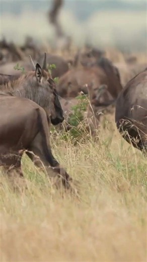 Listening to the Sound of the Wildebeest Migration in the Serengeti – Pure Nature at Its Finest