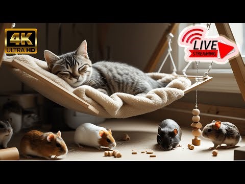 🔴 Morning Catflix LIVE – Sunrise Birds, Rabbits & Squirrels in 4K | Cozy Livestream for Cats