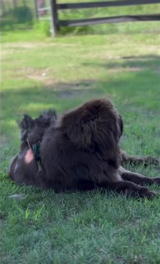 Unlikely Friendship Between a Dog and a Duck