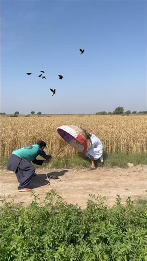 Farmer Hunting For Black Moose 🫎 #villagelife #animals #humor #moose#shorts
