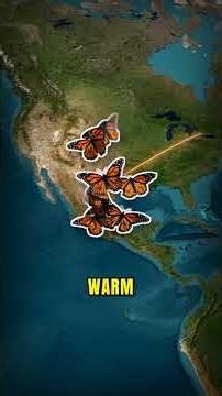 🦋 100 million butterflies arrive at a forest they have never seen