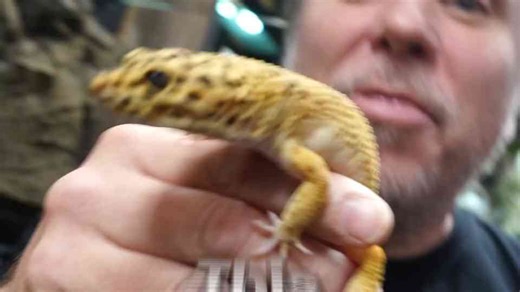 Cheap $100 leopard gecko setup tutorial