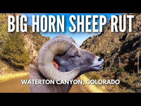 Epic Big Horn Sheep Rut in Waterton Canyon CO
