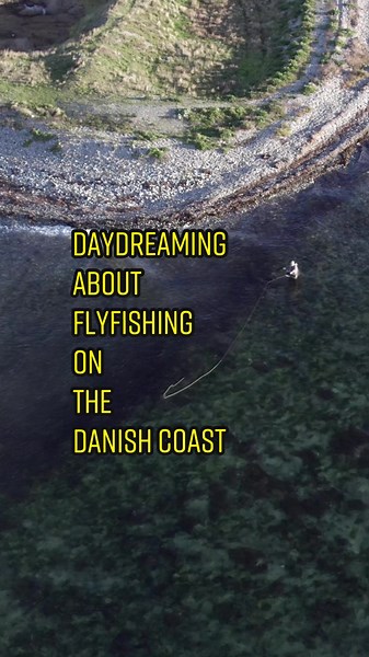 The best days are fly fishing along the danish coastline fishing for sea run Brown trout. Size doesnt matter❤️ #flyfishing #flyfish #trout #troutfishing #fishing #fishinglife #meerforellenangeln #havørredfiskeri #havørred #flufiske
