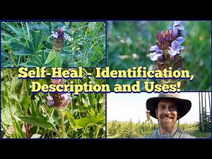 Self-Heal AKA Heal-All - Identification and Description