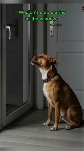 "Something Was Watching" #CreepyClips #DogAlert