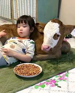 7.5M views · 444K reactions | Little girl has adorable bond with a cow殺 | Simple ideas | Facebook