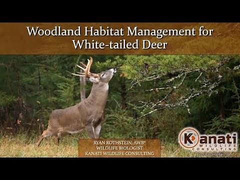Woodland Habitat Management for White-Tailed Deer