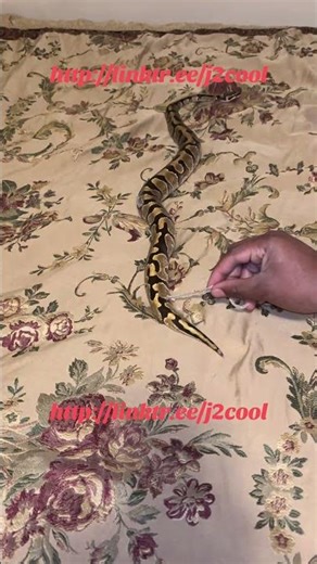 Python Scale Assistance