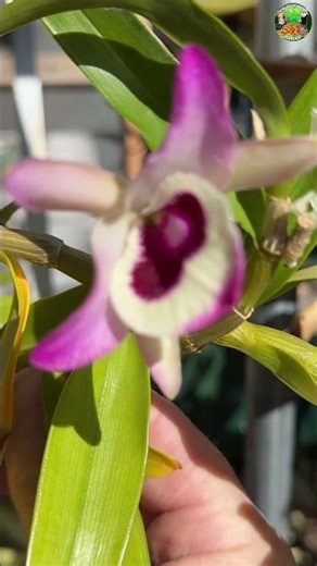 Dendrobium Nobile In Flower #shorts