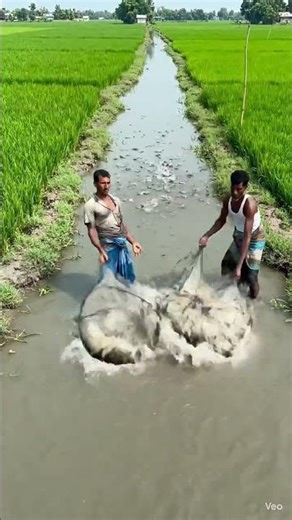 কৃষকেরা মাছ ধরছে।