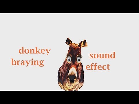 The Animal Sounds / Donkey Braying Sounds / Sound Effect / Animation