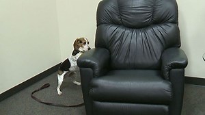 "A keen sense of smell:" Batzner Pest Control uses trained dogs to sniff out bed bugs