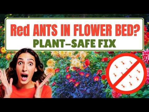 How to Get Rid of Red Ants from a Flower Bed