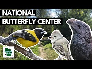 Birding the National Butterfly Center in the Rio Grande Valley, Texas