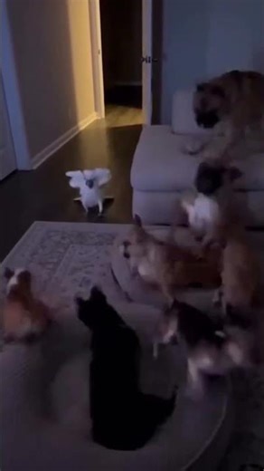 The Dogs Are Huge but This Bird Runs the House