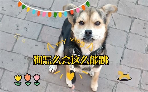 狗怎么会这么能跳？