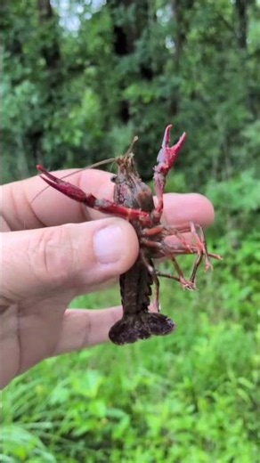 How to hold a crawdad!