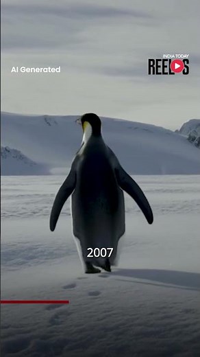 Meet the ‘Nihilist Penguin’: The Viral Clip Taking Over the Internet