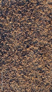 Subterranean termite swarm on dirt ground in Southern California. Vertical view. Stock Video