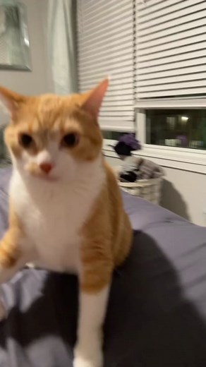 Mango’s war cry. 😂🤣🧡 #fyp #cat | Cat Meowing