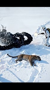 "Rescue Activity Controlled" - Task sequence executed without issue.#shorts #animalrescue #animals #reelsa | Global Watchroom