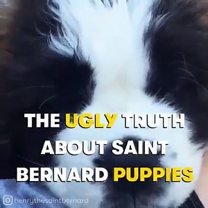 15K views · 666 reactions | The cold, hard truth about St. Bernard puppies 略 | Good Dog | Facebook