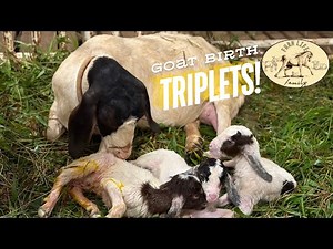 Goat giving birth to TRIPLETS! 🐐🐐🐐