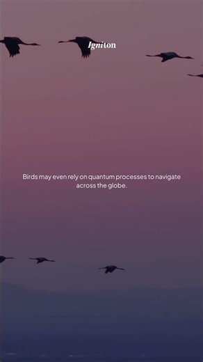 What is Quantum Biology?