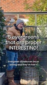 5 Evergreens That Are ACTUALLY INTERESTING!