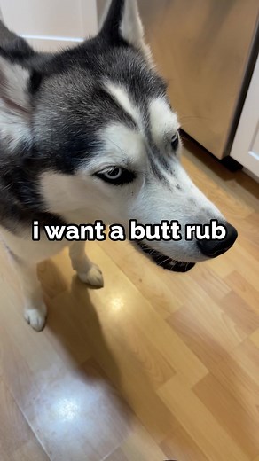Ass Rubbing - No Excuses!