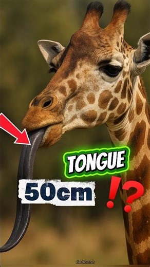 This animal has a really long tongue😱😱#usa #giraffe#giraffestory